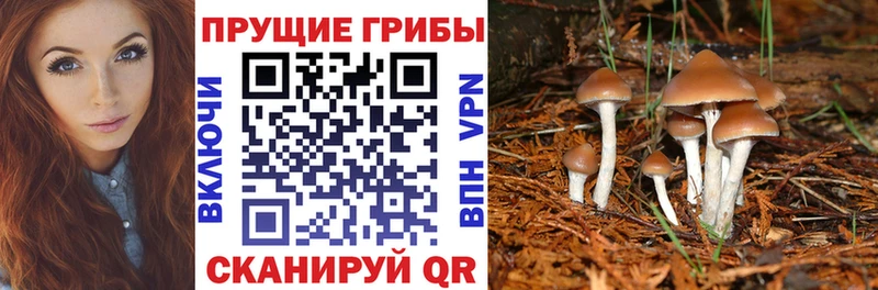 как найти закладки  Зеленоградск  Псилоцибиновые грибы мицелий 